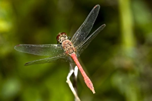 Dragonflies In Europe Drucke: Scarlet dragonfly
