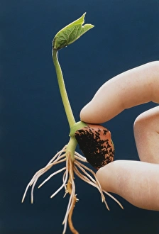 Seedling Growth Stages Drucke: Scarlet runner bean seedling