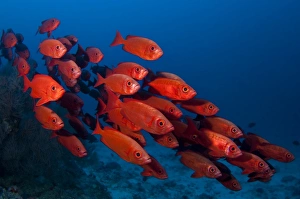 Bigeye Fish Drucke: School of bigeye fish