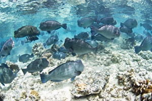 Parrotfish Species Drucke: School of bumphead parrotfish