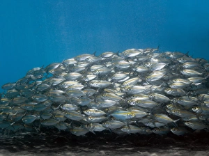 Drucke von Schule von großen Augenfischchen (Selar crumenophthalmus), wobei ein Fisch gegen den Rest schwimmt. In Balikot aufgezeichnet Bilder Datiert 2008 April: Schule der Fische