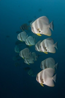 Maldives Underwater Photography Drucke: School of longfin spadefish