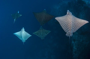 Aetobatus Narinari Drucke: School of spotted eagle ray