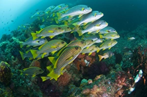 Indonesian Coral Reefs Drucke: School of sweetlips