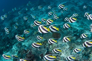 Schooling Fish Drucke: Schooling bannerfish