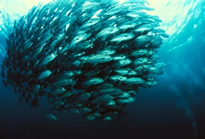 Blue Ocean Wildlife Photography Drucke: Schooling jackfish