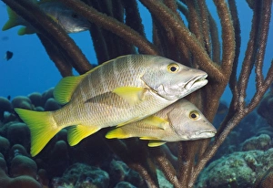 Atlantic Ocean Fauna Drucke: Schoolmaster snappers