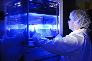 Scientist In Lab Drucke: Scientist with specimen trays