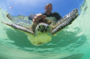 Scientist with turtle