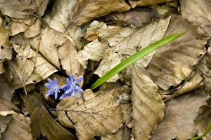 Scilla Bifolia Drucke: Scilla bifolia