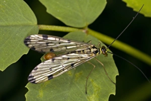 France Wildlife Drucke: Scorpion fly
