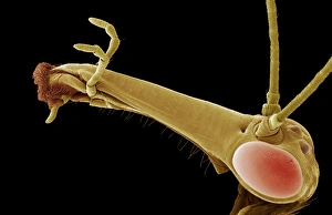 Drucke von Der Kopf eines Skorpionsfliegen ist farbig im Mikroskop unter dem Elektronenstrahlscannern (SEM). Er hat eine lange spitze Auswuchs am Kopf, der die Kauenenden an einem Ende haben (links) Bilder Datiert 2004 Oktober: Skorpionsfliege Kopf, SEM