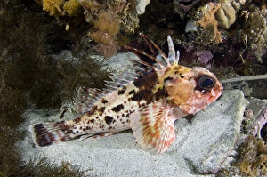 Marine Life Drucke: Scorpionfish