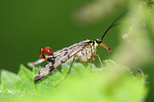 Drucke von Skorpionsfliege (Panorpa germanica) auf einem Brennnesselblatt (Urtica sp.). Skorpionsfliegen sind Beutetiere anderer Insekten. Fotografiert im Juli in Dorset, Großbritannien Bilder Datiert 2013 April: Skorpionschreck auf einem Netzlauftuch