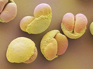 Drucke von Schiefer Fichten-Pollenkörner in Farbgebung des Scanning-Elektronen-Mikroskop Bilder Datiert 2008 August: Schottische Tannen-Pollenkörner im SEM