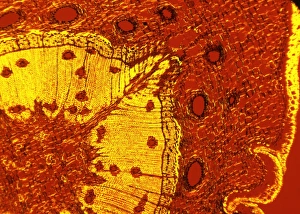 Polarised Light Micrograph Drucke: Scots pine tree stem, light micrograph