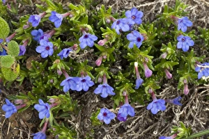 Mediterranean Flora Drucke: Scrambling Gromwell (Lithodora diffusa)