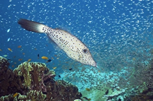 Tropical Ocean Life Drucke: Scribbled filefish