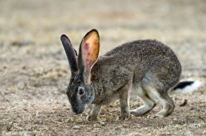 Rocky Terrain Wildlife Drucke: Scrub hare