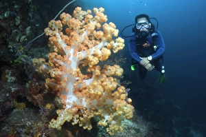 Tropical Ocean Photography Drucke: SCUBA diving C014 / 2906