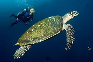 Drucke von Tauchen mit einer Schildkröte der Art Eretmochelys imbricata. Fotografiert auf den Philippinen Bilder Datiert 2011 Oktober: Tauchen mit einem Schmalbeckenfrosch