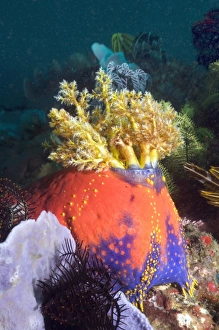 Indonesian Ocean Wildlife Photos Drucke: Sea apple