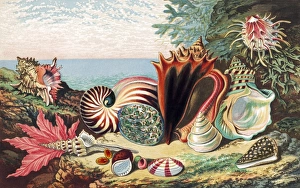 Seashell Photography Drucke: Sea shells