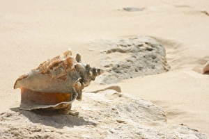 Drucke von Meeresnusseln an der Strandseite, fotografiert auf dem Grand-Turk-Insel im Karibischen Meer Bilder Datiert 2012 Oktober: Meeresnusseln am Strand