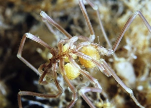 Drucke von Meeres-Spinne mit Eiern. Weibliche Meeres-Spinne (Nymphon grossipes) trägt Körner von Eiern (gelb). Spinnentiere (Pantopoden) sind keine echten Spinntier, sondern stehen eng verwandt mit Arachniden Bilder Datiert 2010 Februar: Meeres-Spinnenraubtier mit Eiern