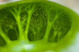Indonesian Ocean Wildlife Images Drucke: Detail of sea squirt