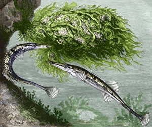 Drucke von Meeresriste (Spinachia spinachia) bauen ein Nest, historische Kunstwerk. Meeresriste werden in weichen, flachen Küstenmeeren nördlich Europas gefunden und leben einzeln oder in Paaren Bilder Datiert 2007 Mai: Meeresritterknochenfische