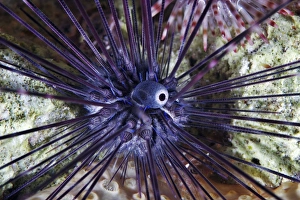 Sea Urchin Drucke: Sea urchin