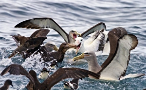 Bilder Datiert 31. Januar 2013: Vögel, die am Meer leben, fressen