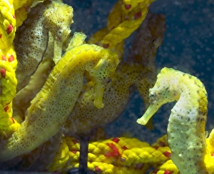 Camouflaged Fish Drucke: Seahorses