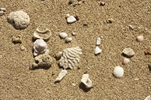 Caribbean Coastal Scene Drucke: Seashell on the shore