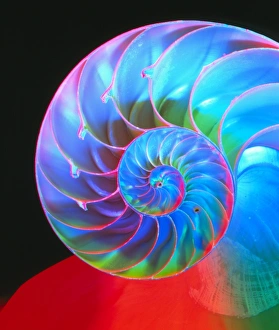 Bilder Datiert 21. Januar 2013: Schnitt durch eine Nautiluschale