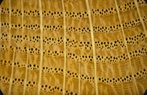 Drucke von Ein Lichtmikroskopbild eines Querschnitts durch das Holz (Sekundärxylem) des Eichenbaums Quercus robur mit Jahreswachstumsringen (horizontale Banden) und hervorragenden Strahlen (leuchtende) Bilder Datiert 2002 Oktober: Schnitt durch Eicheholz