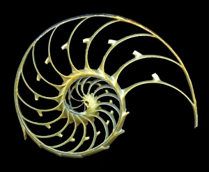 Nautilus Shell Drucke: Sectioned shell of a nautilus