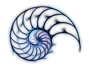 Indo Pacific Marine Life Drucke: Sectioned shell of a nautilus, artwork