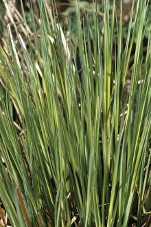 Ornamental Grasses Drucke: Sedge Evergold