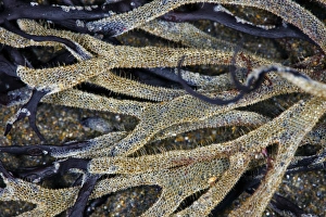 Aquatic Invertebrates Drucke: Seed Mat