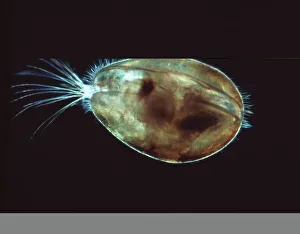 Bilder, datiert 2001: Kleiner Krabbenkeim, Lichtmikroskopbild