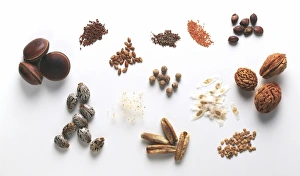 Phoenix Dactylifera Images Drucke: Seed specimens C016 / 5846