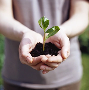Seedling Growth Drucke: Seedling