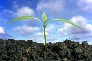 Seedling Growth Drucke: Seedling, composite image