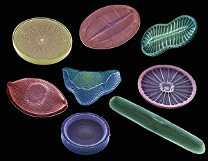 Scanning Electron Micrograph Of Diatoms Drucke: Selection of diatoms, SEM