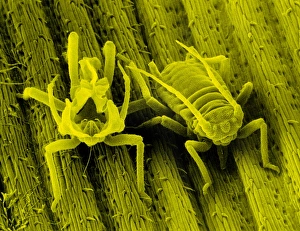 Scanning Electron Microscopy SEM Drucke: SEM of the bird cherry aphid
