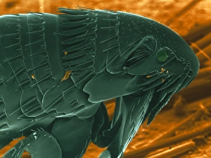 Drucke von Katenschlupfer: Farbiger Rastertunnelmikroskop (SEM) eines Katzenschlupfers (Ctenocephalides felis), gesehen von der Seite Bilder Datiert 2002 Juli: Fleas von einem Katzenfell