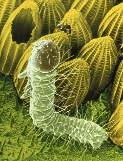 Drucke von Vierter von fünf falschfarbigen Scanning-Elektronenmikroskopen der Eiweißschalen von Schmetterlingen hatching from the eggs of die große weiße Butterfliege Pieris brassicae Bilder Datiert 2004 April: Die Eiung der Spinnmilchraupen