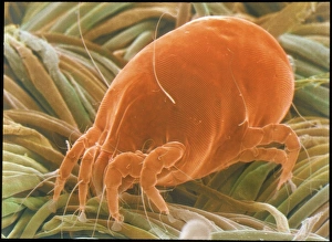 Bilder, datiert 1999: Schwamm von einem Mückenschwein